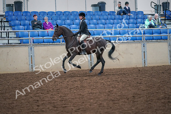 2019 Morgan Horse Show - Aug 30, 2019 - 20531