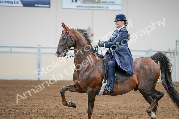 2020 - AB Morgan Horse - Fri, Sept 04 - 08227