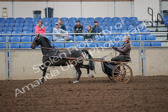2019 Morgan Horse Show - Aug 30, 2019 - 13238