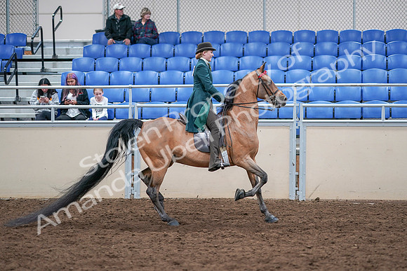 2020 - AB Morgan Horse - Sat, Sept 05 - 13901