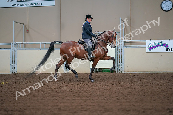 2019 Morgan Horse Show - Aug 30, 2019 - 20736