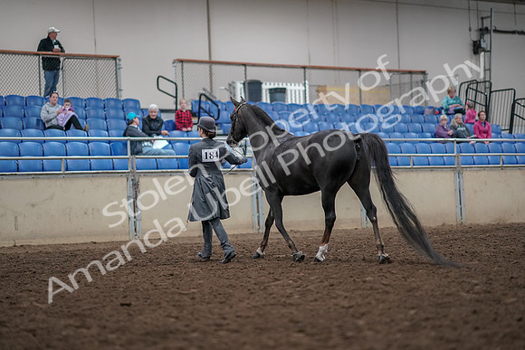 2019 Morgan Horse Show - Aug 31, 2019 - 01972