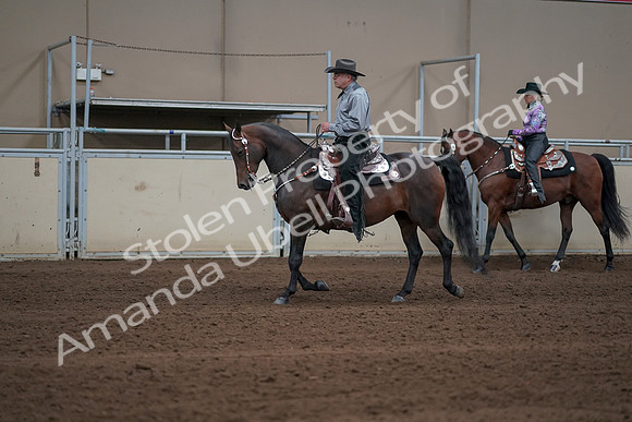 2019 Morgan Horse Show - Sept 01, 2019 - 06850