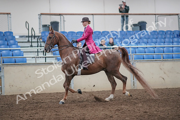 2019 Morgan Horse Show - Aug 31, 2019 - 08624