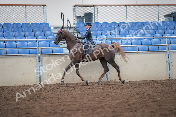 2019 Morgan Horse Show - Aug 30, 2019 - 17923