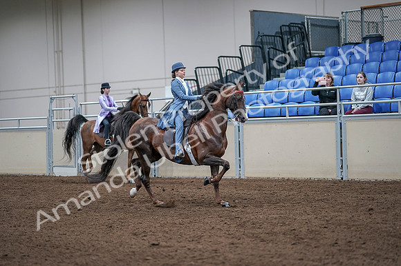 2020 - AB Morgan Horse - Fri, Sept 04 - 05048