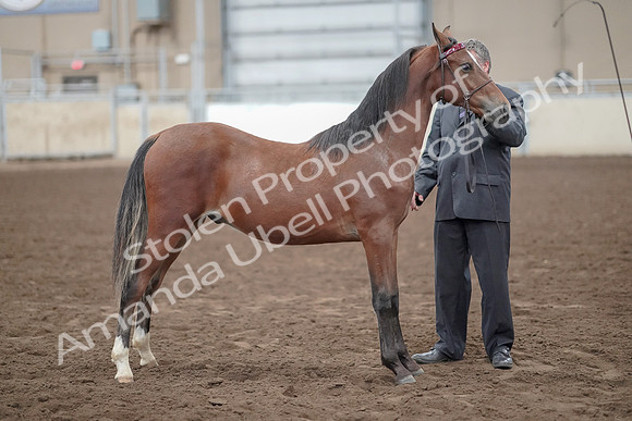 2019 Morgan Horse Show - Aug 31, 2019 - 00272