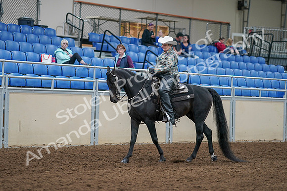 2020 - AB Morgan Horse - Fri, Sept 04 - 03512