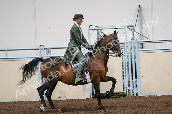 2020 - AB Morgan Horse - Fri, Sept 04 - 03377