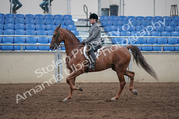 2019 Morgan Horse Show - Sept 01, 2019 - 12245