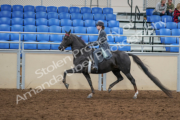 2020 - AB Morgan Horse - Sat, Sept 05 - 13739