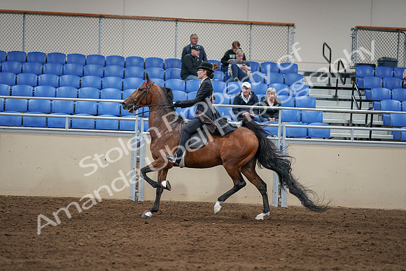 2020 - AB Morgan Horse - Sat, Sept 05 - 06750