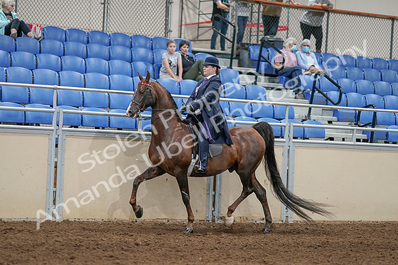 2020 - AB Morgan Horse - Fri, Sept 04 - 08002