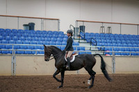 2019 Morgan Horse Show - Aug 30, 2019 - 12130