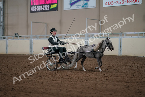 2019 Morgan Horse Show - Aug 30, 2019 - 13406