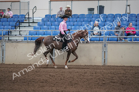 2019 Morgan Horse Show - Sept 01, 2019 - 07053