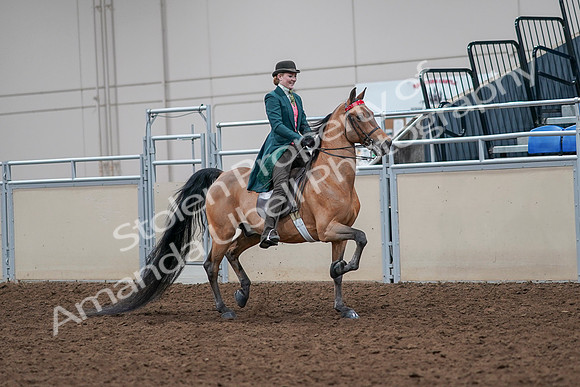 2020 - AB Morgan Horse - Sat, Sept 05 - 13854