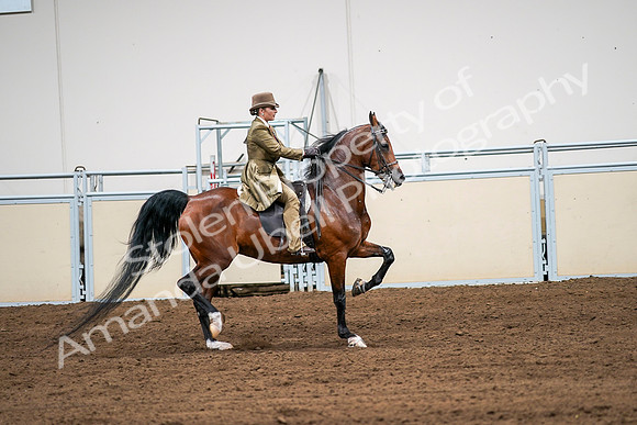 2020 - AB Morgan Horse - Sat, Sept 05 - 08202