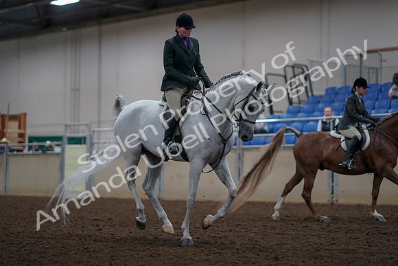 2019 Morgan Horse Show - Aug 31, 2019 - 16111