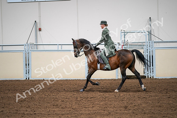 2020 - AB Morgan Horse - Fri, Sept 04 - 03314