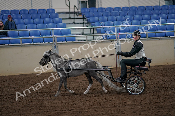 2019 Morgan Horse Show - Aug 30, 2019 - 13154