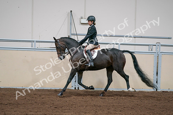 2020 - AB Morgan Horse - Fri, Sept 04 - 02034