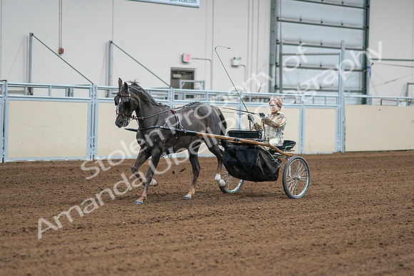 2020 - AB Morgan Horse - Sat, Sept 05 - 05982