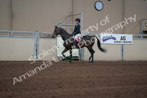 2019 Morgan Horse Show - Sept 01, 2019 - 03970