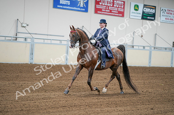 2020 - AB Morgan Horse - Fri, Sept 04 - 08208