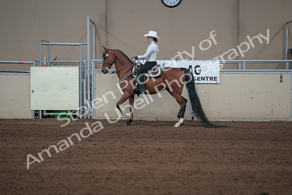 2019 Morgan Horse Show - Sept 01, 2019 - 06964
