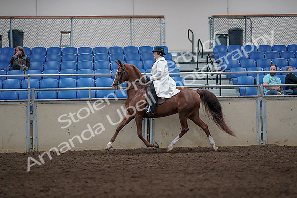 2019 Morgan Horse Show - Aug 31, 2019 - 08579