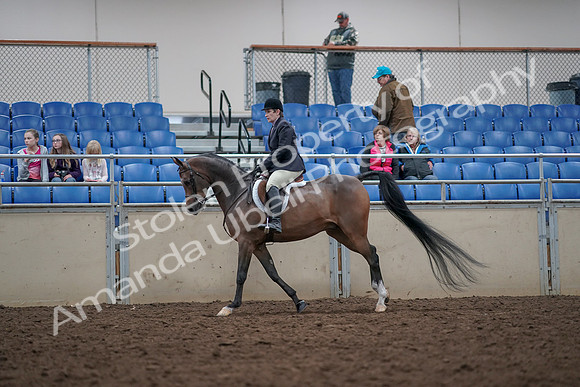 2019 Morgan Horse Show - Aug 31, 2019 - 15988