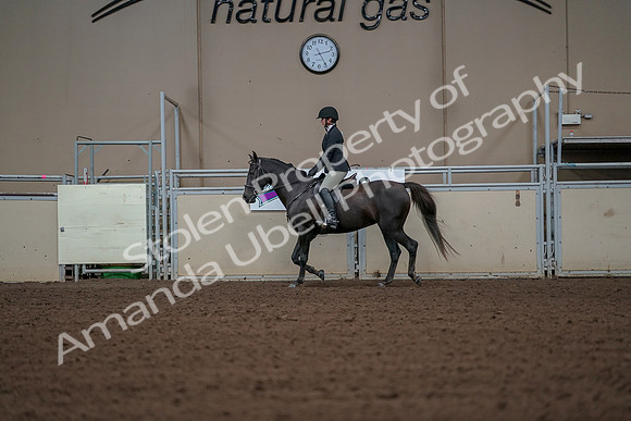 2019 Morgan Horse Show - Aug 30, 2019 - 14946