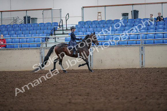 2019 Morgan Horse Show - Aug 30, 2019 - 18035