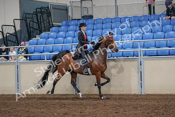 2020 - AB Morgan Horse - Sat, Sept 05 - 06759