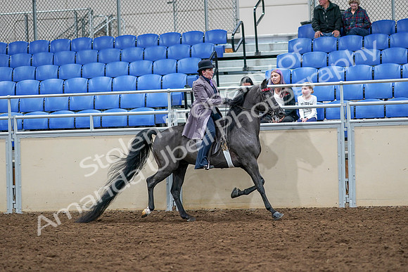 2020 - AB Morgan Horse - Sat, Sept 05 - 13835