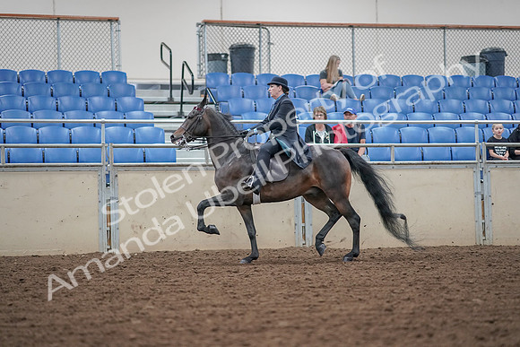 2019 Morgan Horse Show - Aug 30, 2019 - 15546