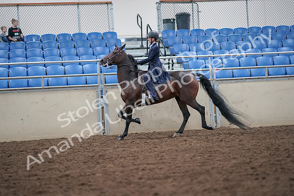 2019 Morgan Horse Show - Aug 30, 2019 - 17804