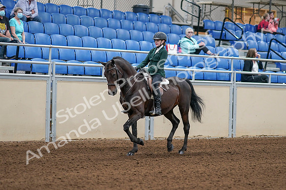 2020 - AB Morgan Horse - Fri, Sept 04 - 03935