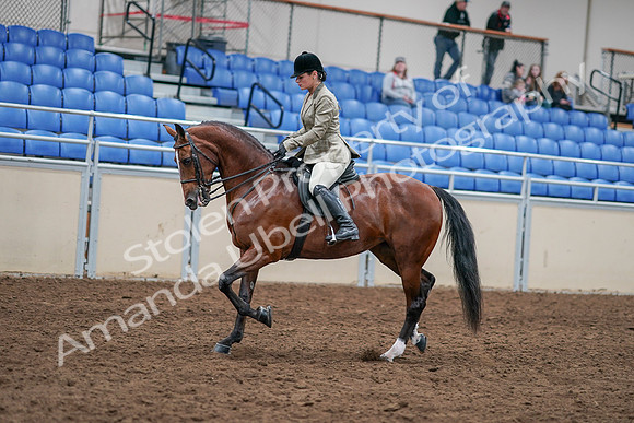 2020 - AB Morgan Horse - Sat, Sept 05 - 14365