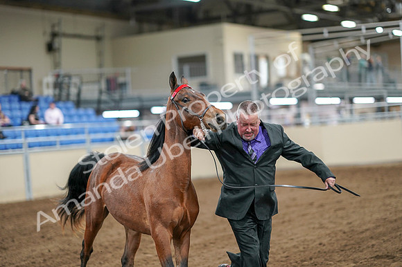 2020 - AB Morgan Horse - Fri, Sept 04 - 07586