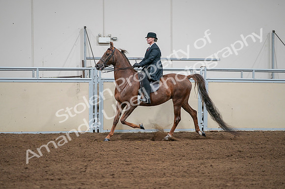 2020 - AB Morgan Horse - Fri, Sept 04 - 07979