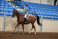 2020 - AB Morgan Horse - Fri, Sept 04 - 02954