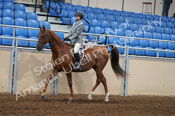 2020 - AB Morgan Horse - Fri, Sept 04 - 02954