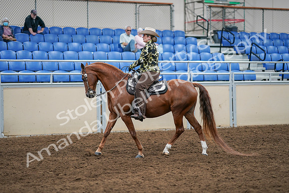 2020 - AB Morgan Horse - Sat, Sept 05 - 08897