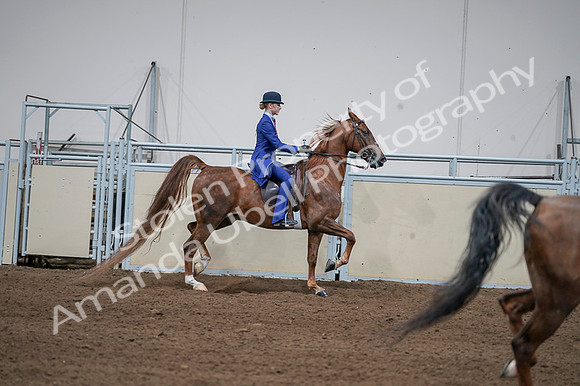 2020 - AB Morgan Horse - Fri, Sept 04 - 05149