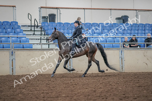 2019 Morgan Horse Show - Aug 30, 2019 - 15543