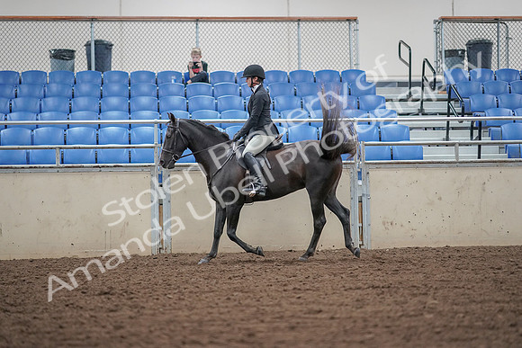 2019 Morgan Horse Show - Aug 30, 2019 - 14891