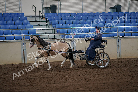 2019 Morgan Horse Show - Aug 30, 2019 - 13119