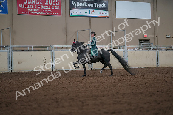 2019 Morgan Horse Show - Aug 30, 2019 - 15436